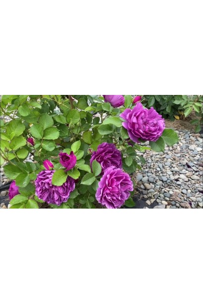 Рясне цвітіння троянди флорибунда Minerva 